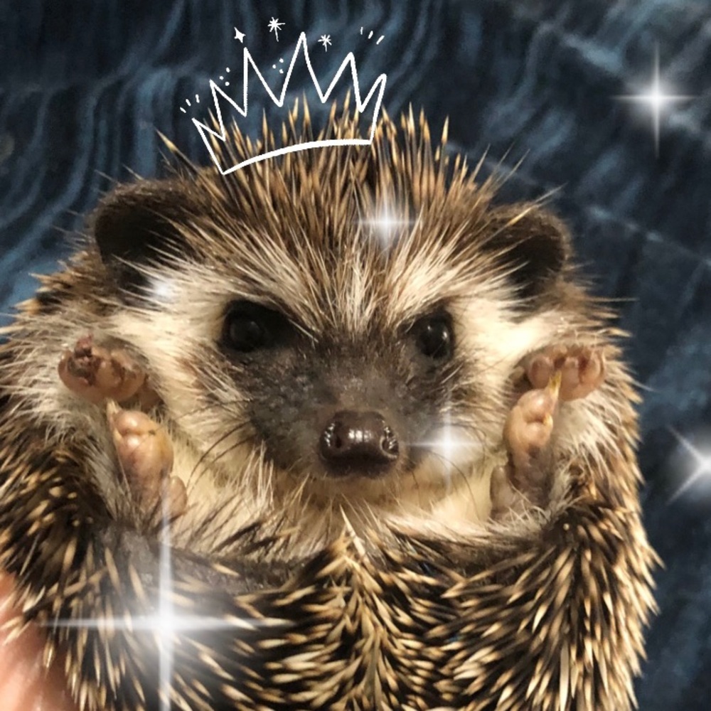 ✨Feel free to make offers!✨